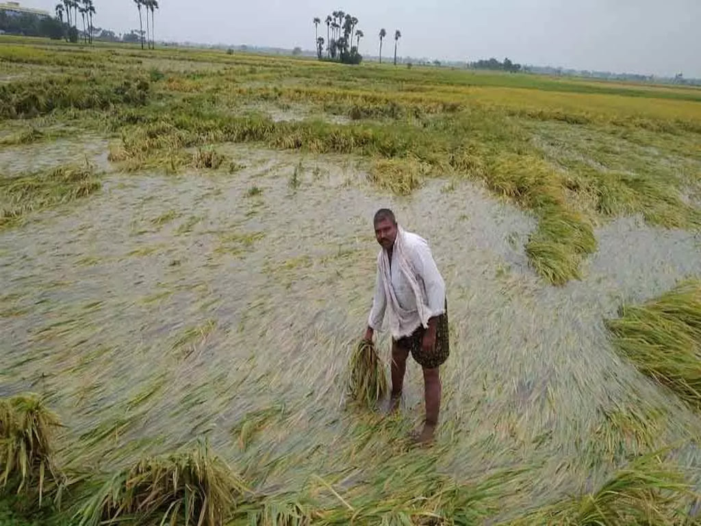 Heavy Rains Damages Paddy & Cotton Crops in Many Districts of Punjab
