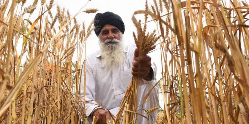 Wheat Varieties: Grow This IARI Variety to Get Guaranteed Bumper Yields