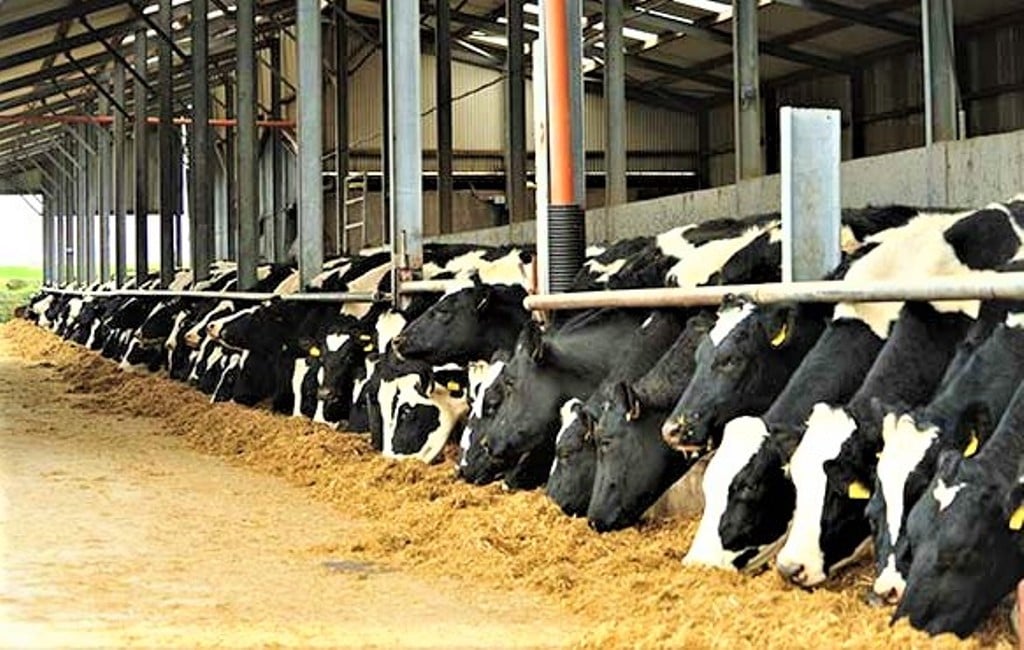 Civil Engineer Leaves Job To Do Cow Farming Business, Earns 10 Lakh ...