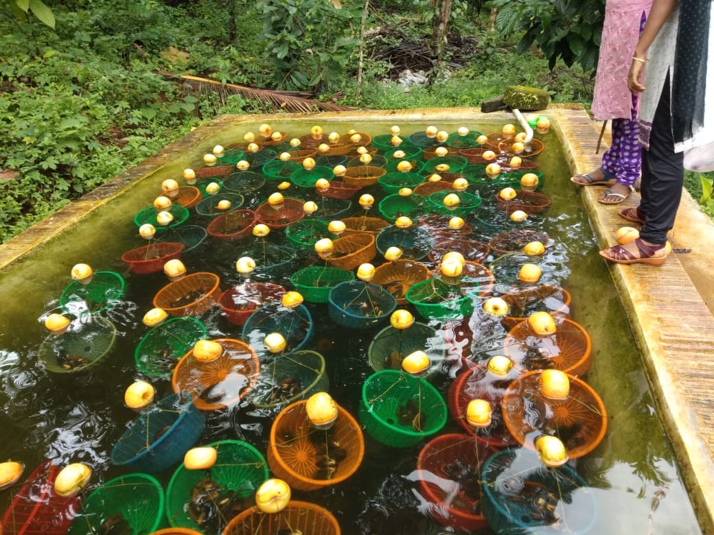 Pearl Farming: This Farmer Grows Pearl in Buckets; Earns in Lakhs