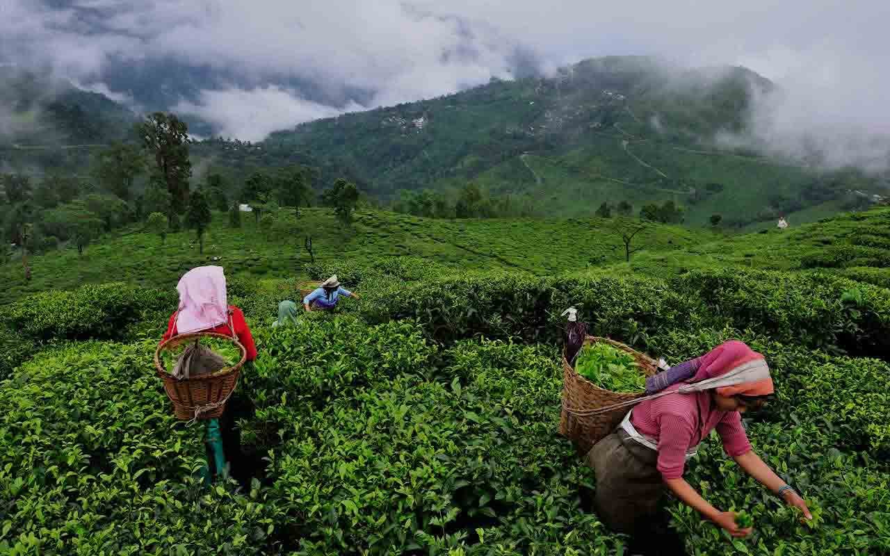 Climate Change & Global Warming is Drastically Affecting Assam Tea ...