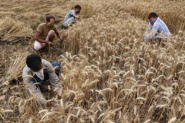 Wheat Acreage Declines By 2% as Farmers Shift to Oilseeds