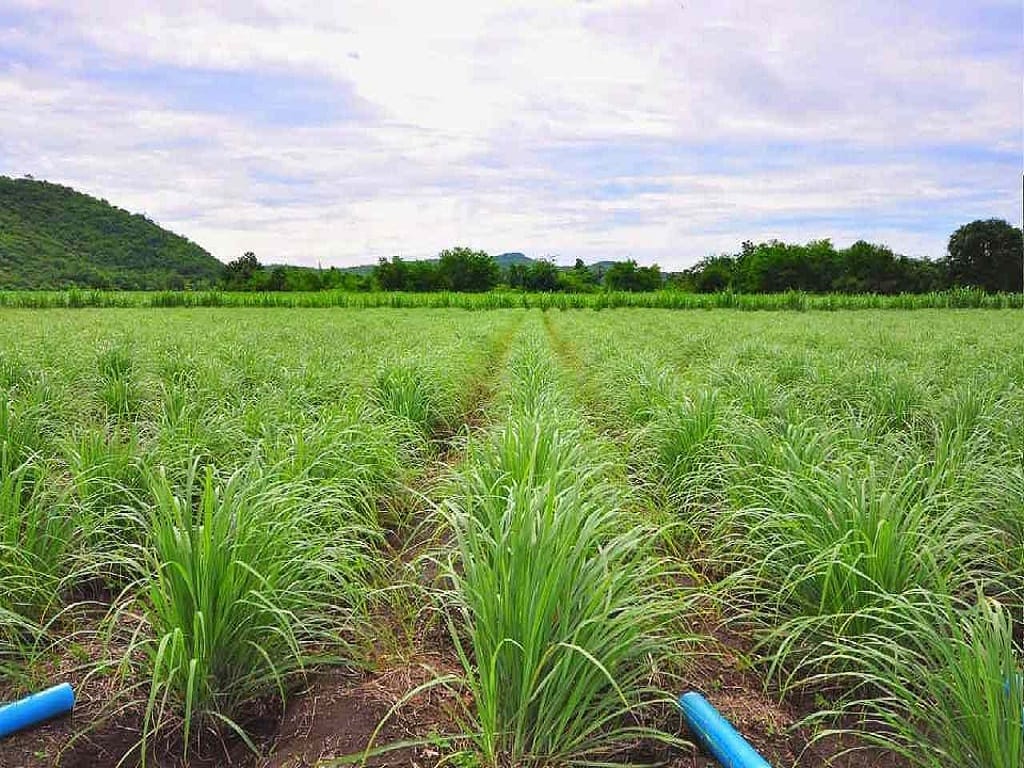 Farmers in India Doubling Their Income Via Cultivation of Medicinal Plants