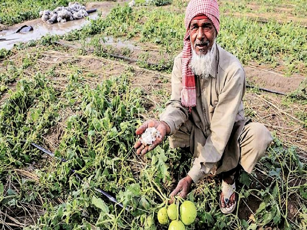 Rain and Hailstorms Damages Rabi Crops Planted on 2 lakh hectares in ...