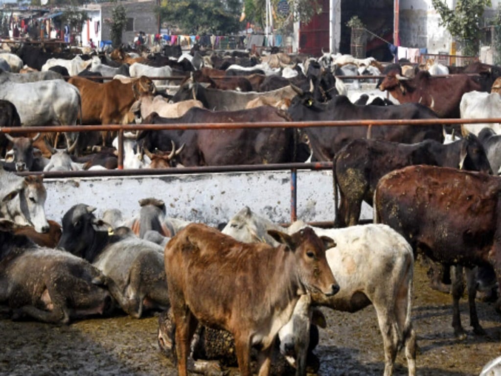 Fake Cattle Adulterated & Fake Cattle Feed Racket In Cuttack; Health of Animals ...