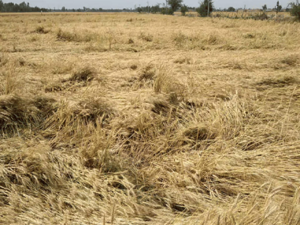 Haryana Farmers Demand Compensation for Crop Loss Due to Unseasonal ...