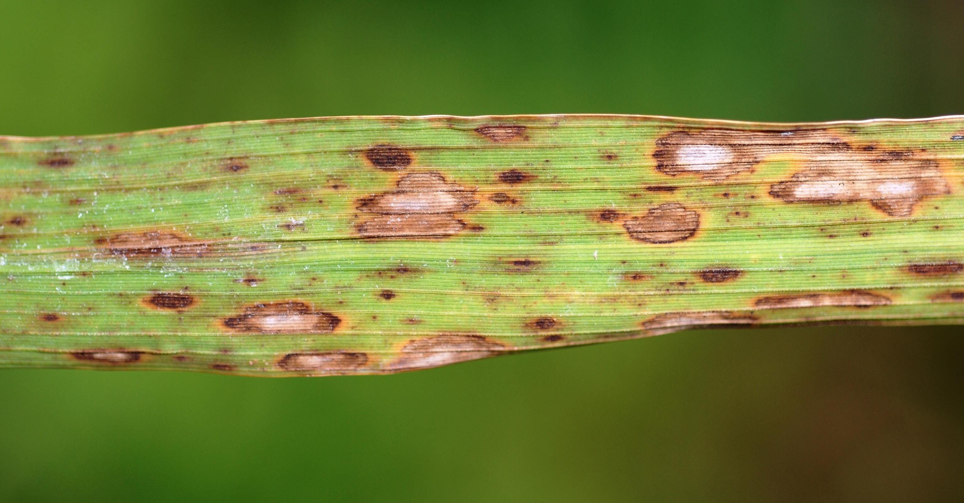 Stringy Rice Contaminated Rice Diseases & Symptoms along with 4 Effective Management Strategies