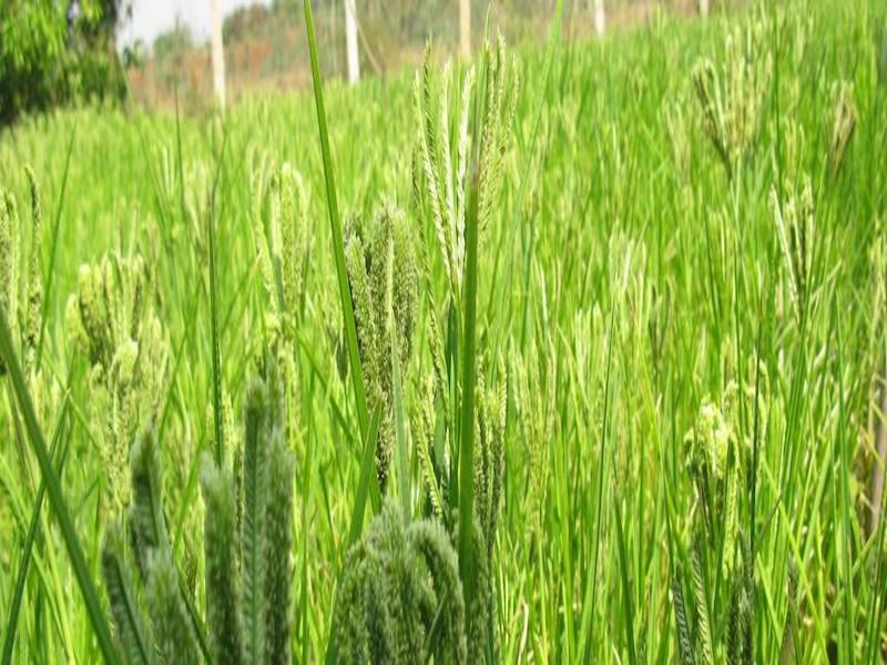Govt. Announces Rice, Ragi, And Jowar Subsidy Worth Rs 1,400 Crore To 4 ...