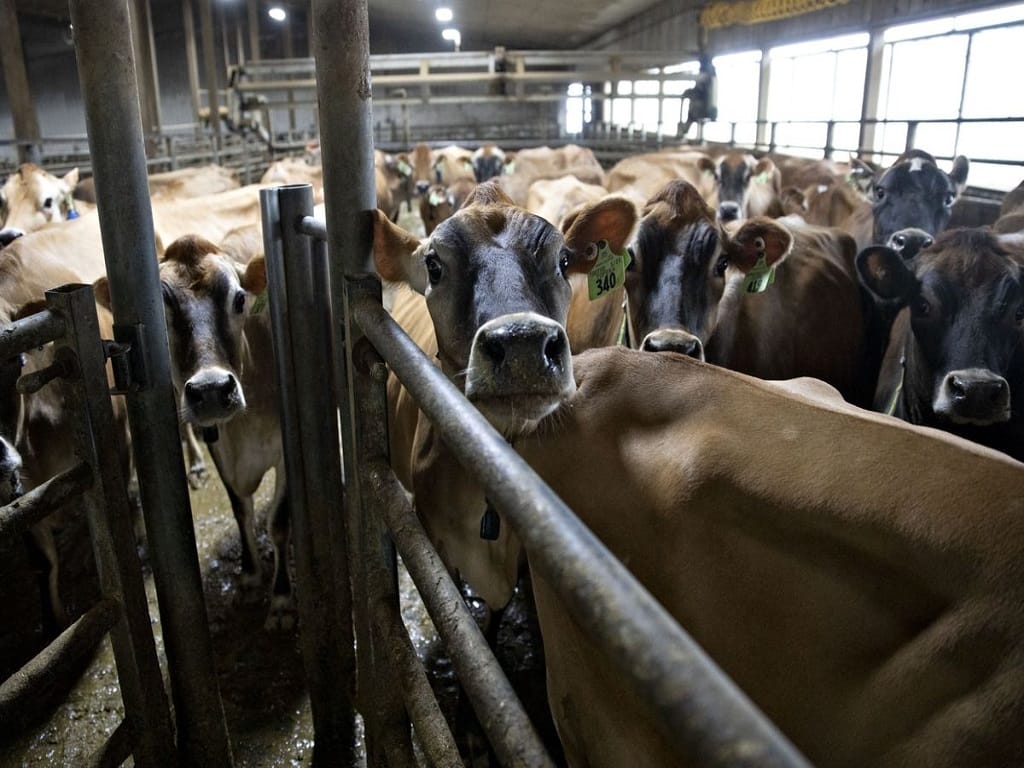 Rising Feed Price Leaves Dairy Farmers in Distress
