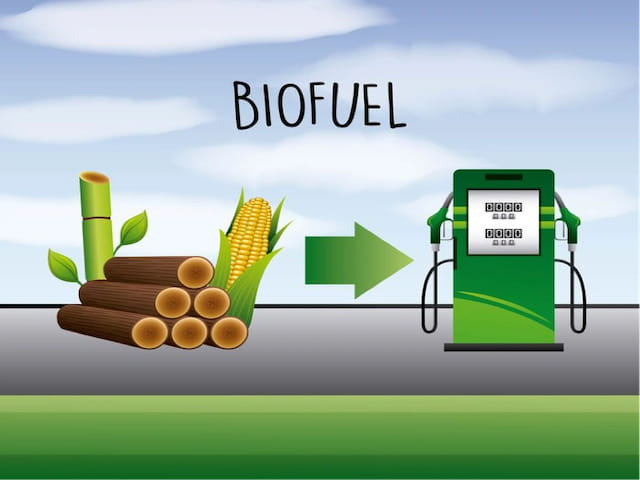Six Important Biofuel Crops for Fuel Production
