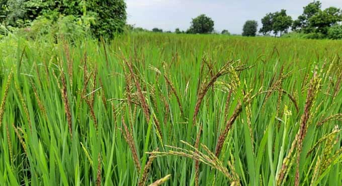 IRRI-NARES Collaboration Identifies Improved Rice Varieties through On ...