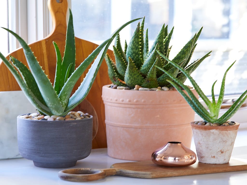 Best Indoor Succulents to Grow at Home