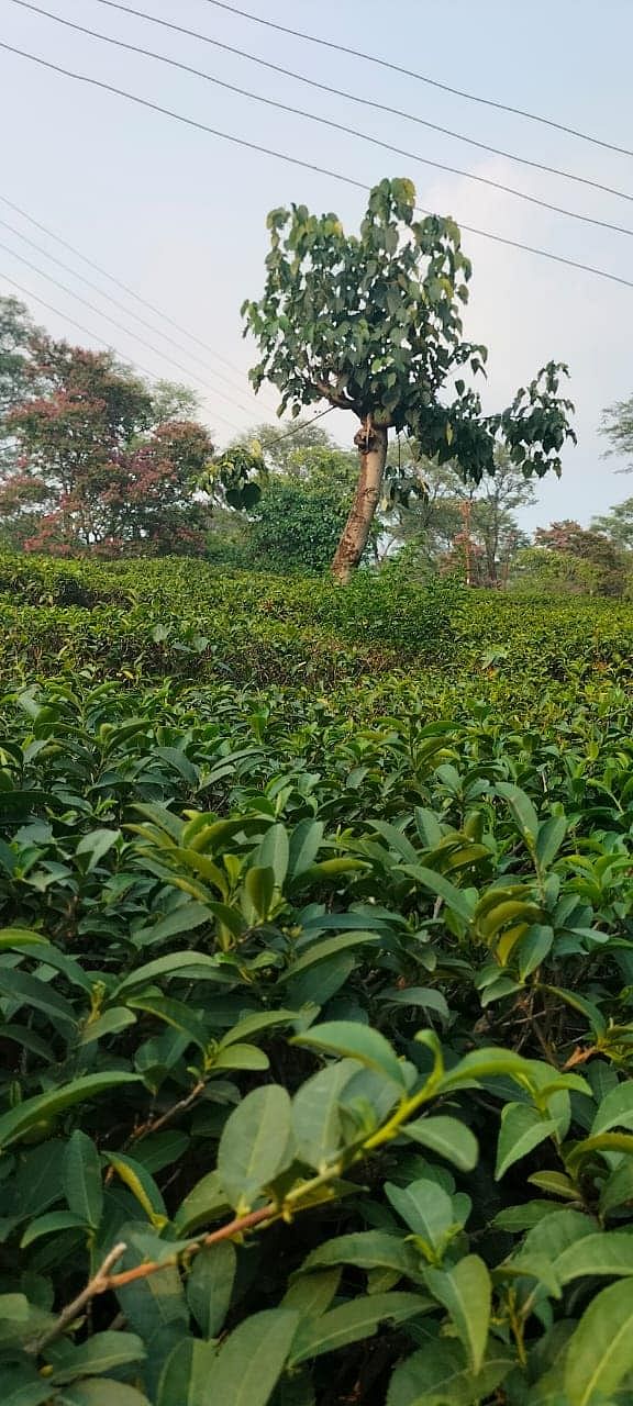 Agriculture University, Palampur, Himachal Pradesh for farm