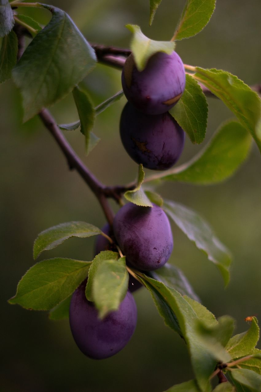 Plum Farm - The harvesting Season Starts from May 2nd Week