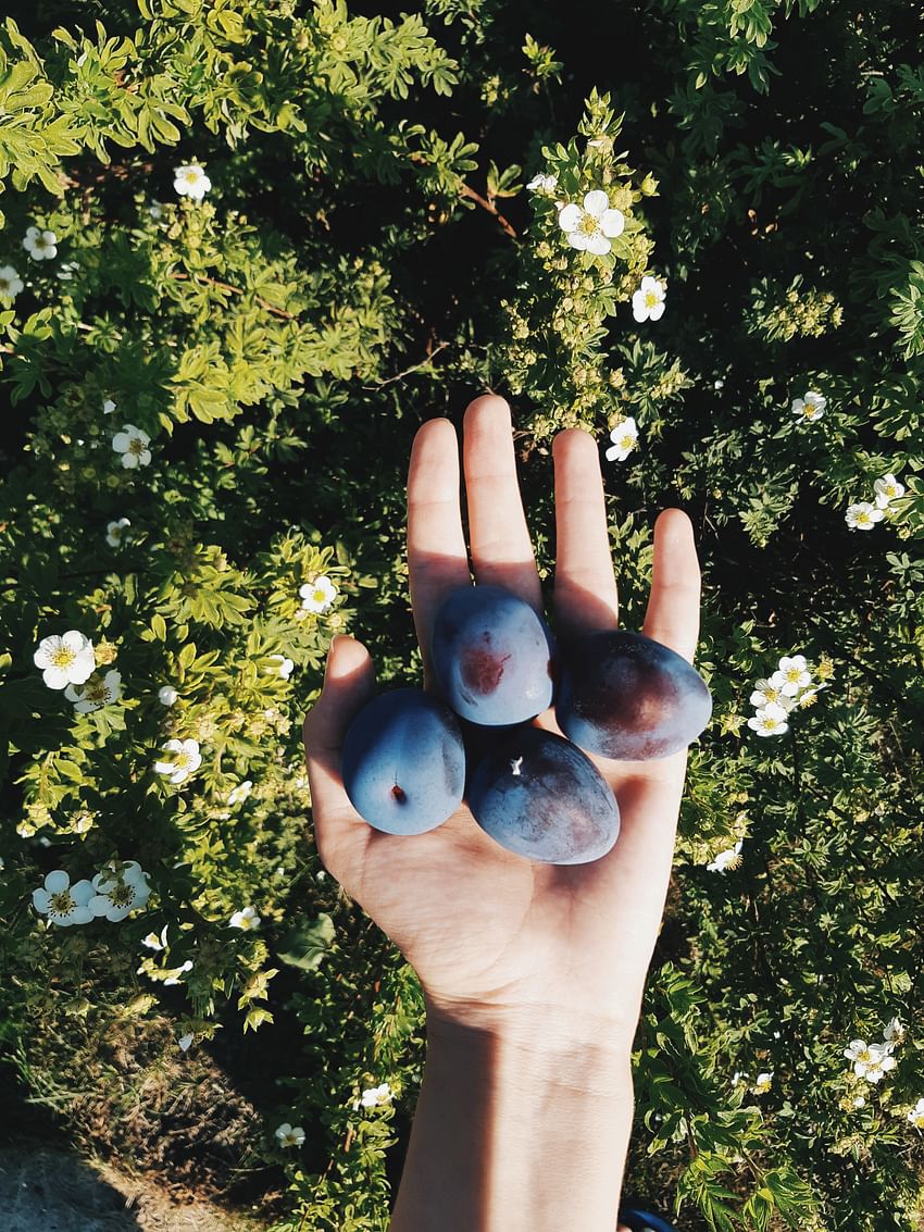 Plum Farm - The harvesting Season Starts from May 2nd Week