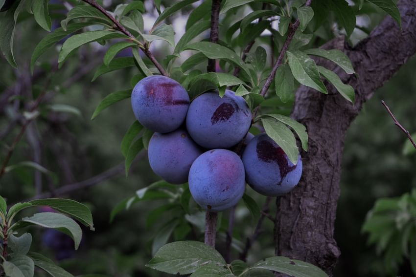 Plum Farm - The harvesting Season Starts from May 2nd Week