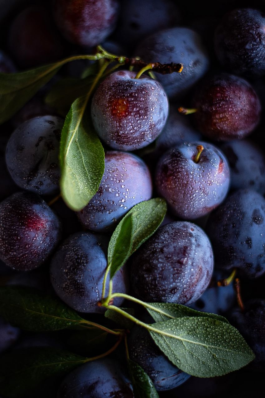 Plum Farm - The harvesting Season Starts from May 2nd Week