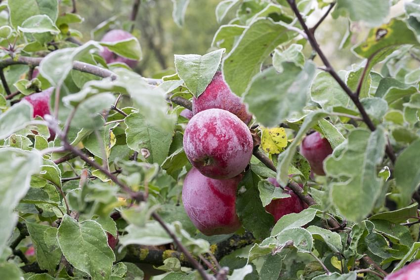 Plum Farm - The harvesting Season Starts from May 2nd Week