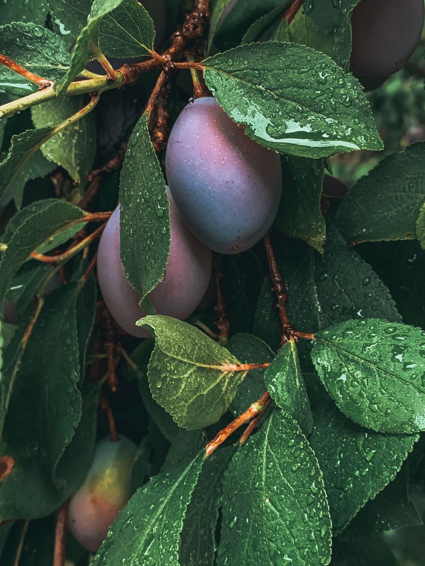 Plum Farm - The harvesting Season Starts from May 2nd Week