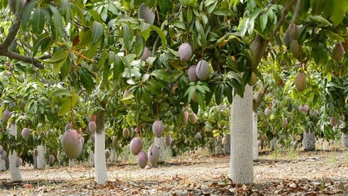 Muthalamada Mango Farmers are Preparing for Next Season