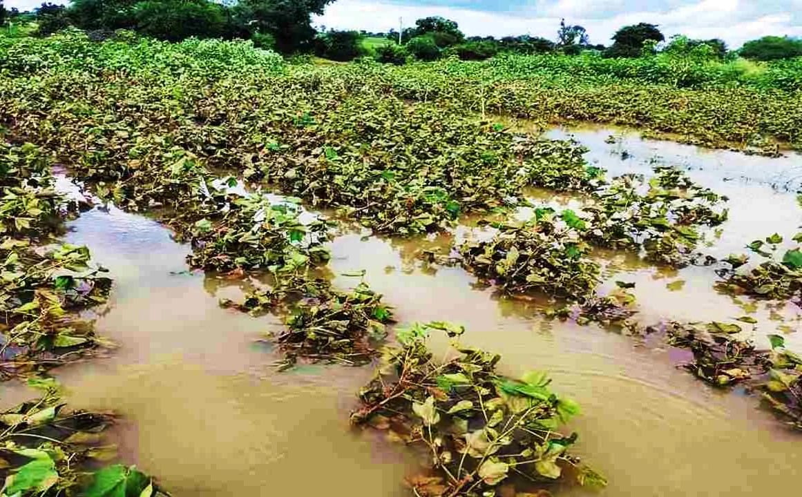 Rains Wreak Havoc on Maharashtra's Kharif Crops, Cotton & Soya Worst ...