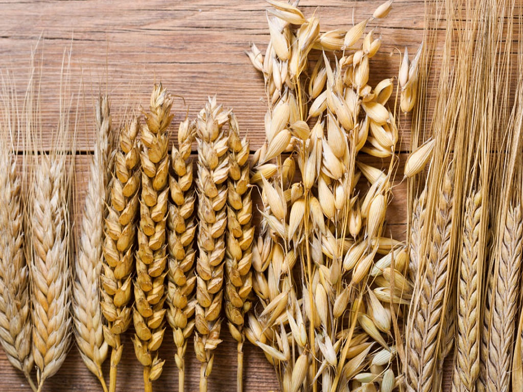 Oats vs. White Rice: Which is Healthy?