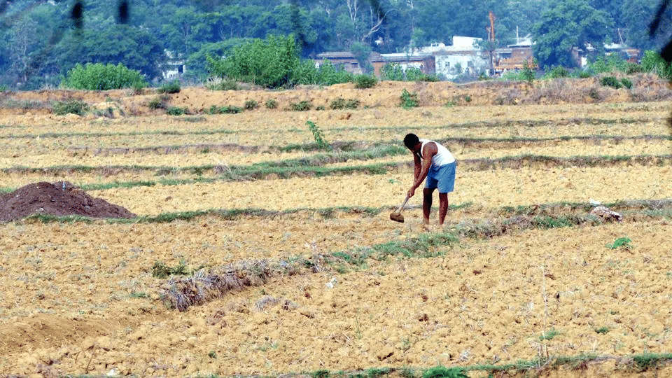 Jharkhand Farmers Worried About Low Sowing Coverage Amid Drought-Like ...