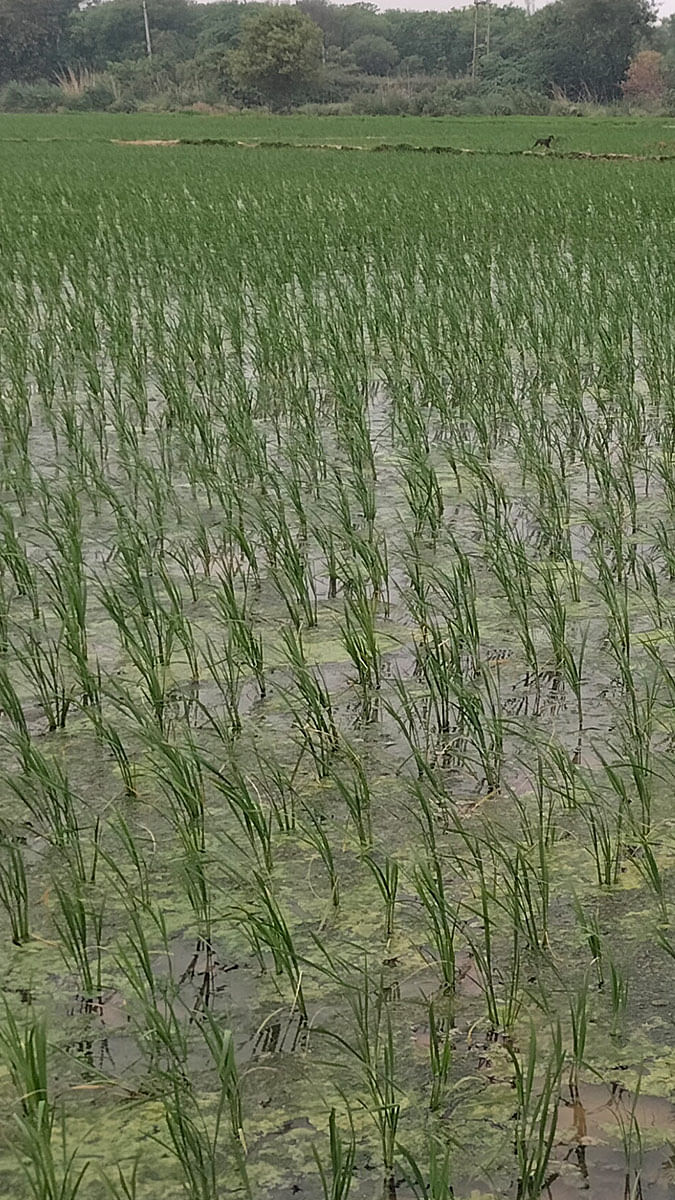 Paddy and Corn Fields Exploration