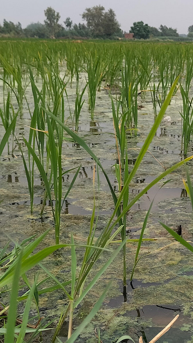 Paddy and Corn Fields Exploration