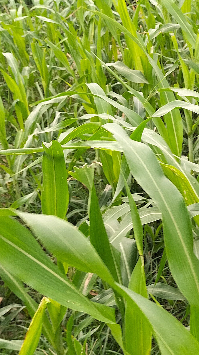 Paddy and Corn Fields Exploration