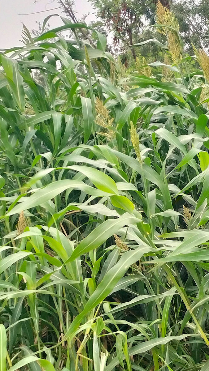 Paddy and Corn Fields Exploration