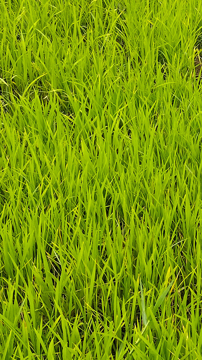 Paddy and Corn Fields Exploration