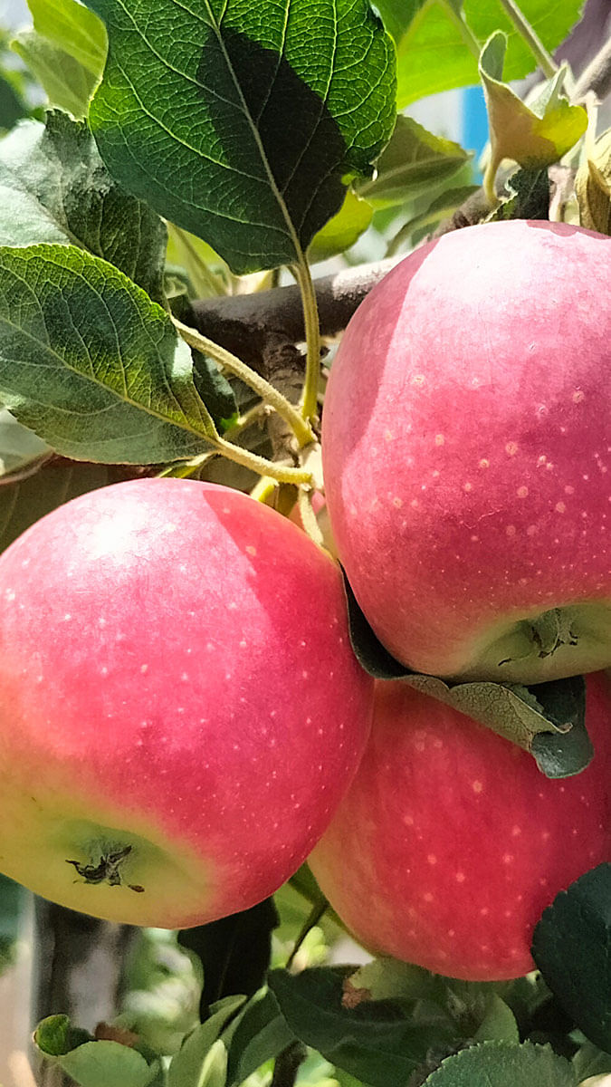 Harman Sharma's Farm - Himachal Pradesh