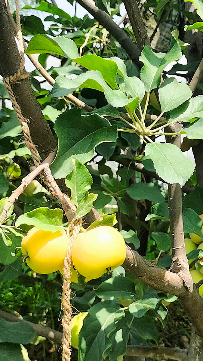 Harman Sharma's Farm - Himachal Pradesh