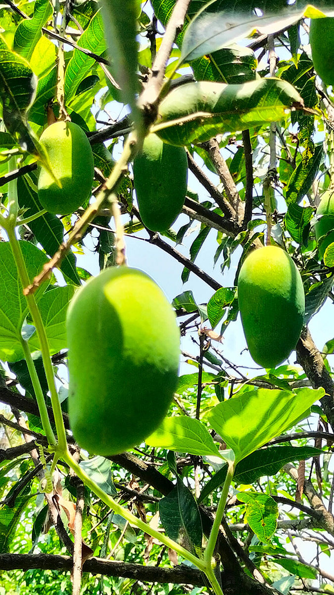 Harman Sharma's Farm - Himachal Pradesh