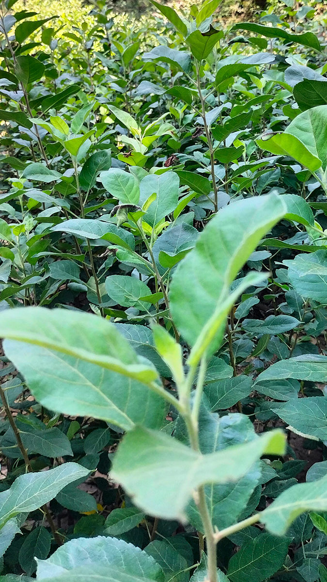 Harman Sharma's Farm - Himachal Pradesh