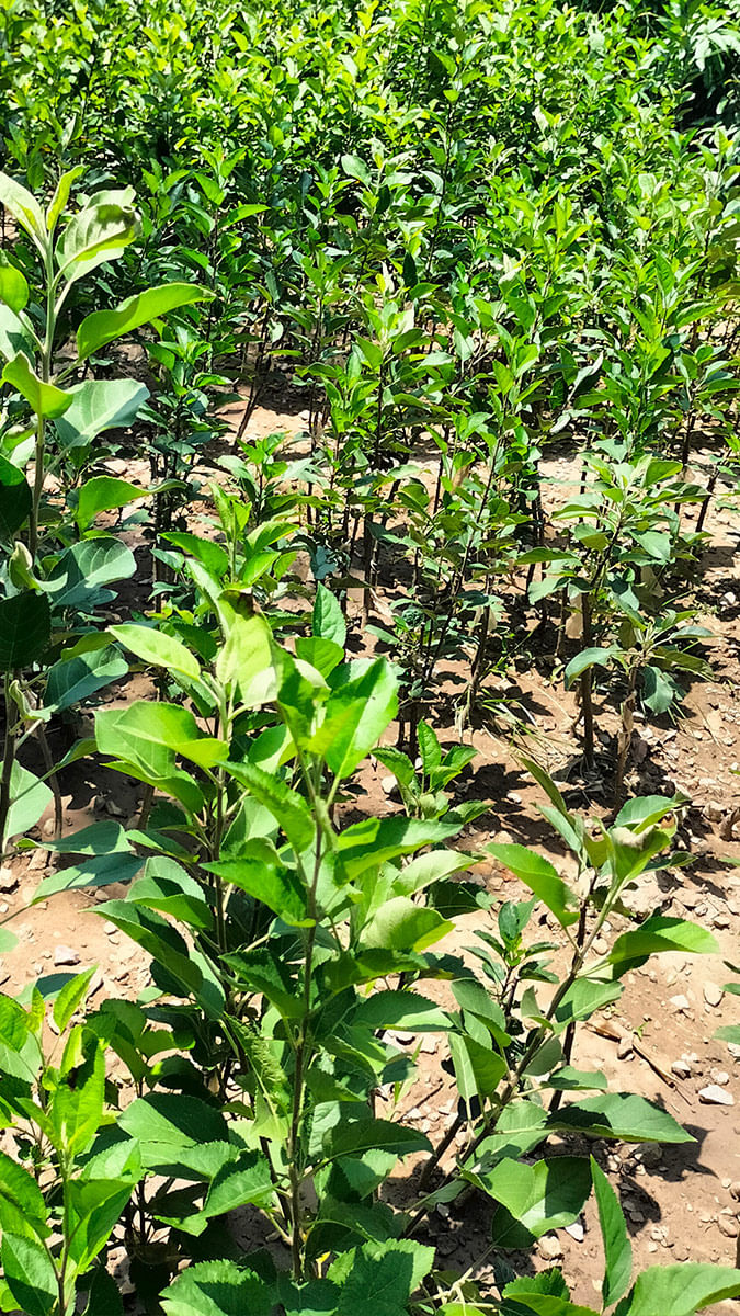 Harman Sharma's Farm - Himachal Pradesh