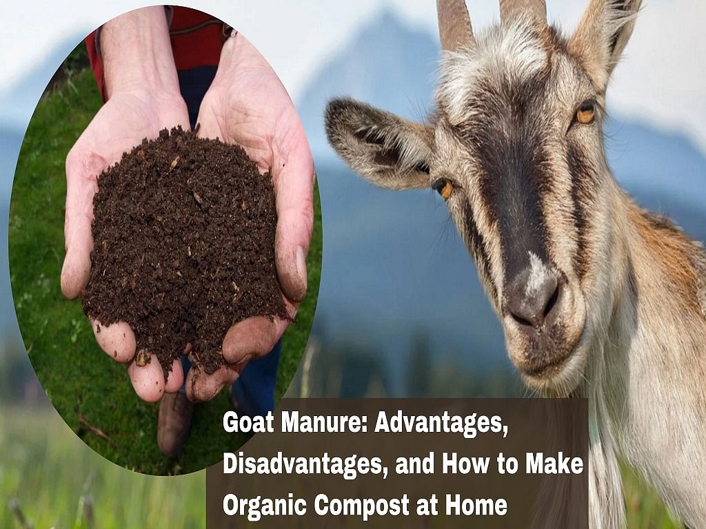 Goat Manure Advantages, Disadvantages, and How to Make Organic Compost