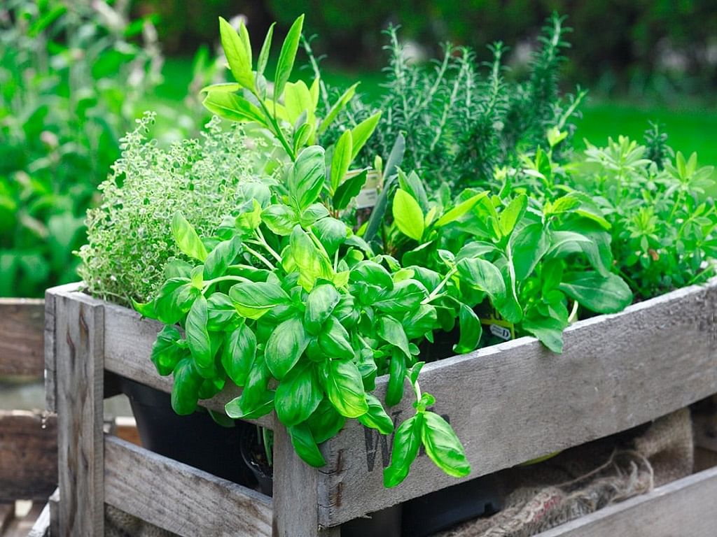Residential Landscape Maintenance Dubai