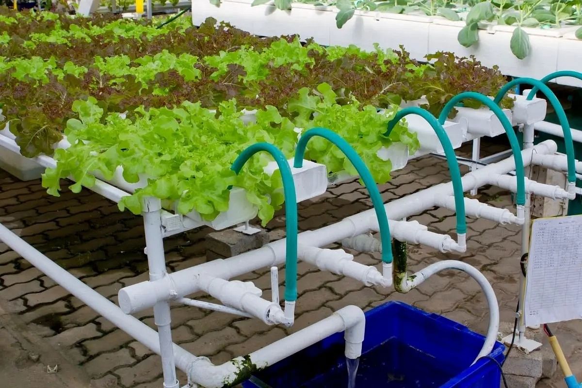Hydroponic Drip System: Uses, Types, Set-up & More