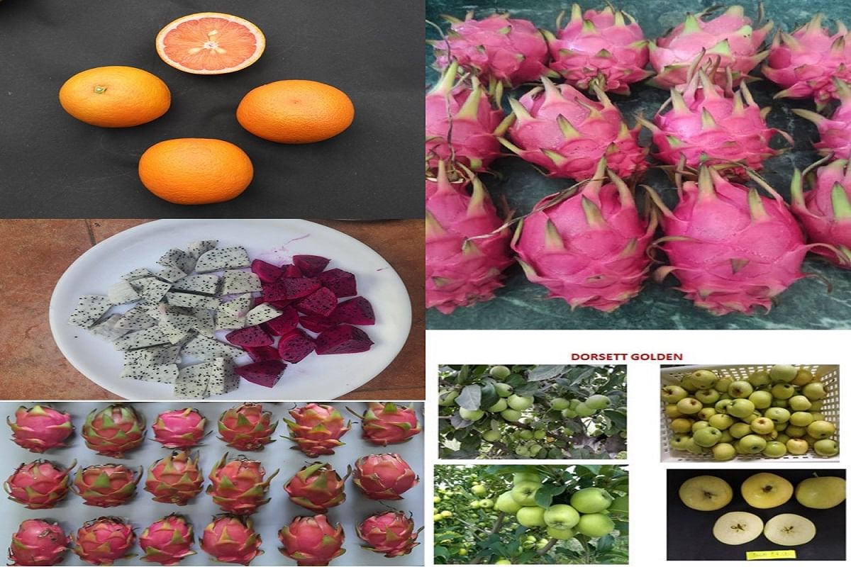 PAU Releases New Horticulture Crop Varieties for Farmers