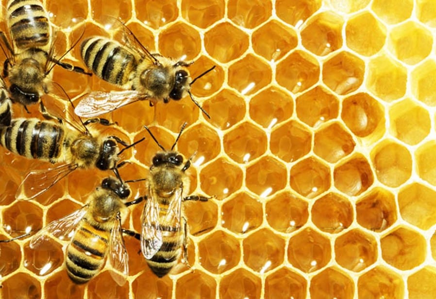 How to feed Bees Artificially?