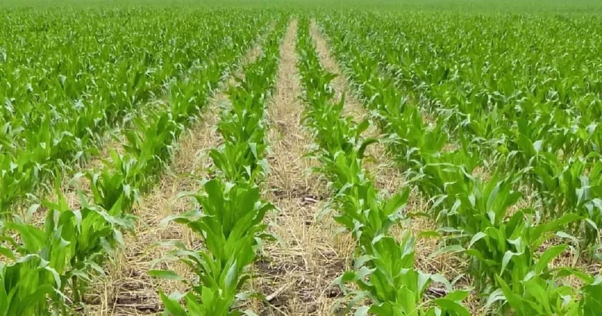 Advantages and Disadvantages of No-Till Farming