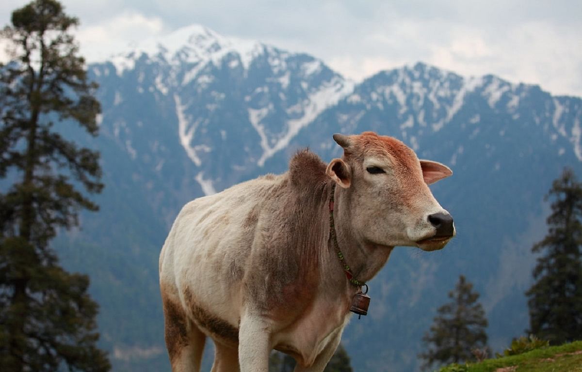 SKUAST to Launch Kashmir-Specific ‘KashMin’ Animal Feed Supplement