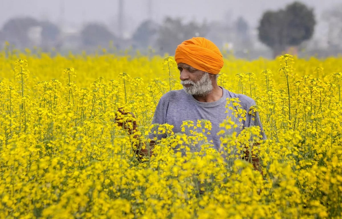 Amritsar Farmers in Distress as Mustard Cultivation Grows Amidst