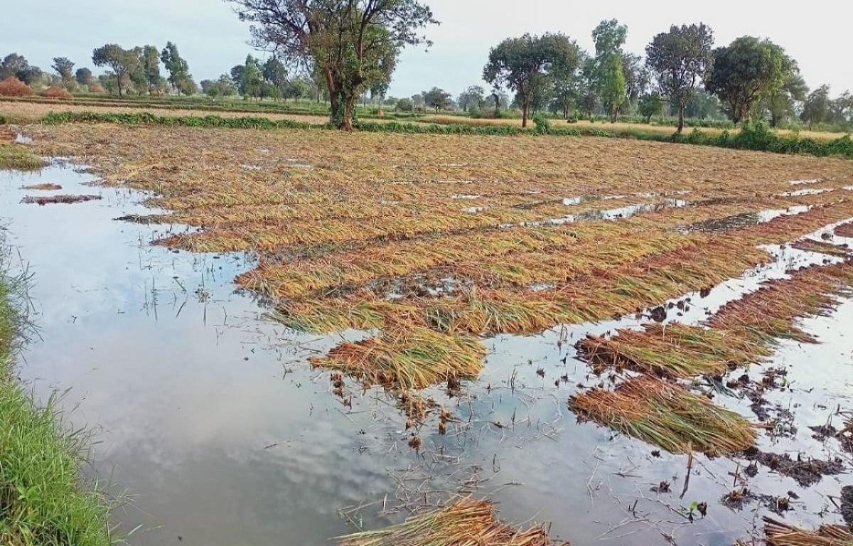 Rabi Crops Suffer 50% Damage Due to Rough Weather Conditions in Gujarat