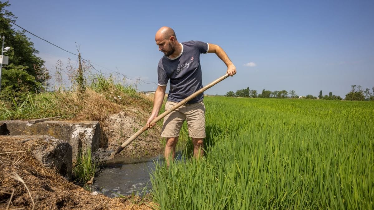 Italian Rice Workers Italy to Reduce Rice Output as Drought Approaches for 2nd Year