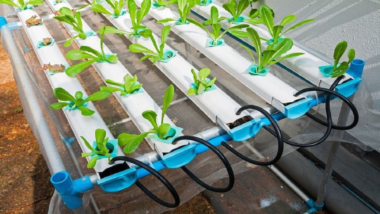 Nutrient Film Technique in a Hydroponics System