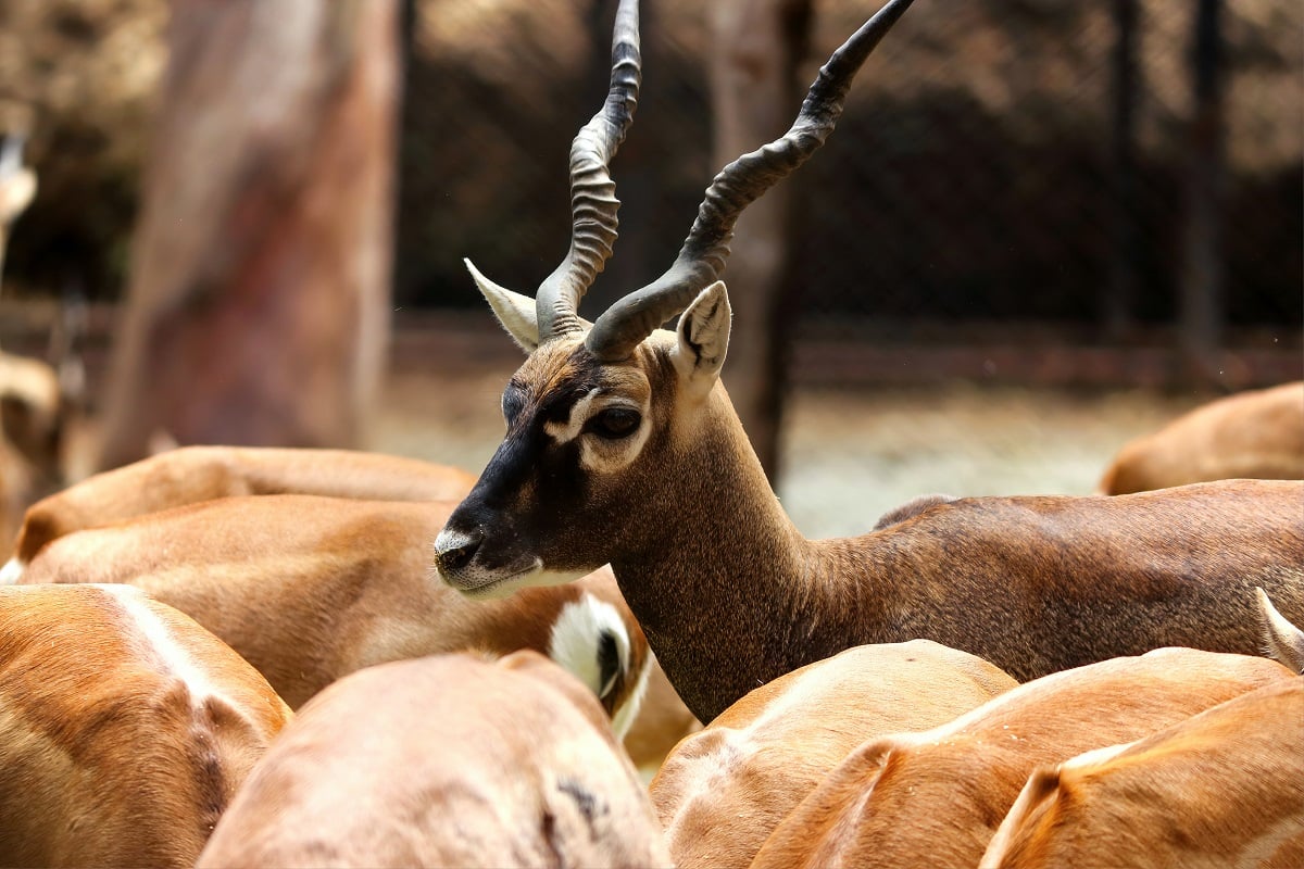 Preserving Our Natural Heritage: National Endangered Species Day 2023 ...