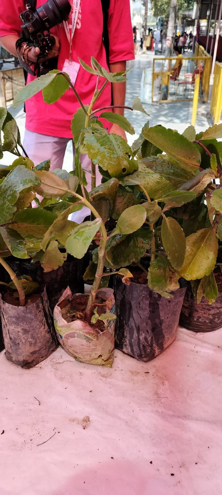 Harit Sewa Mission’s ‘Plant Distribution’ Drive on World Environment Day